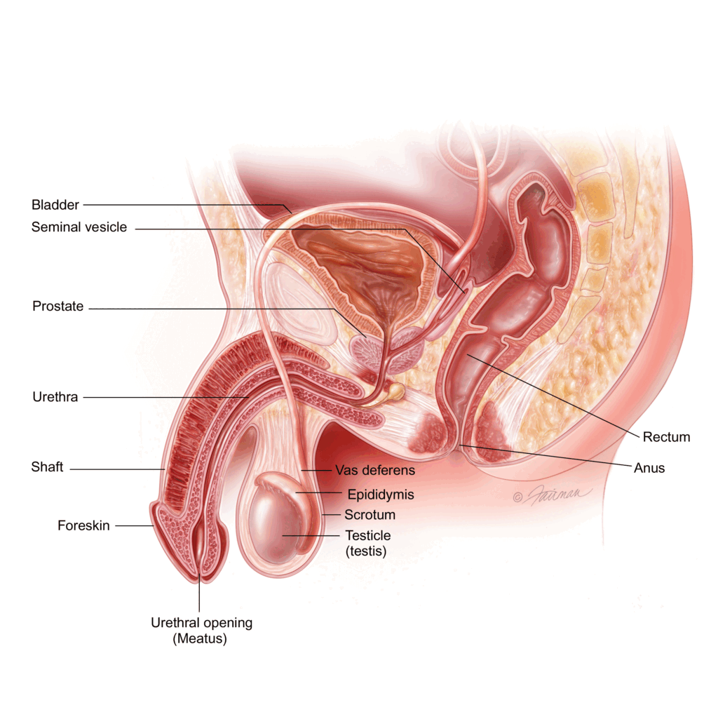 Early stage Prostate Cancer A Z Male ReproSys Image