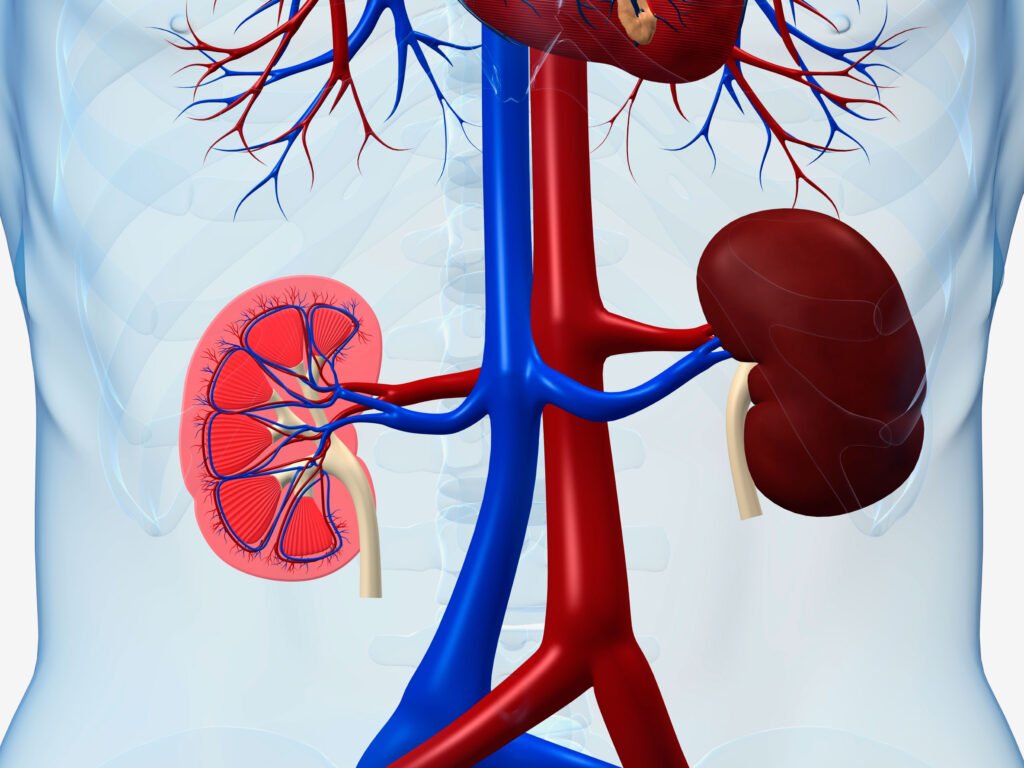 kidney functions